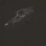 Black Wolf
