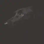 Black Wolf